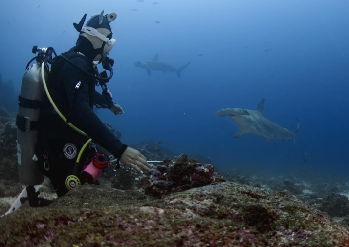 Galapagos in Danger: Climate Change and Invasive Species Threaten Unique Wildlife