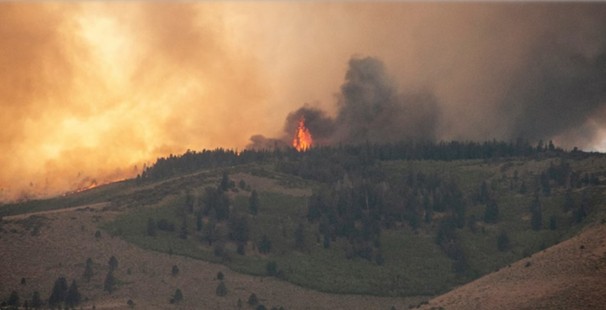 Forest Fires Nearly Doubled in 20 Years, Contributing to 33% of Tree Cover Loss: Report