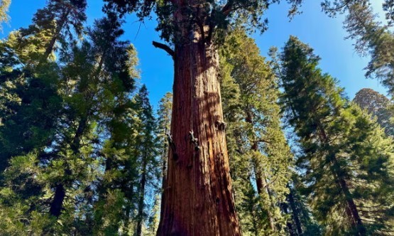 Tree Bark's Crucial Role in Methane Reduction Unveiled by Study