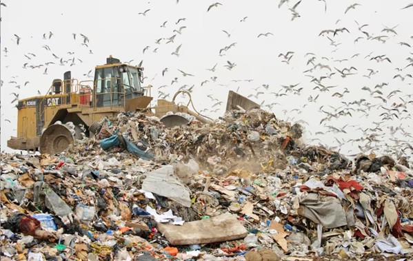 Urban Birds Found to Harbor Antibiotic-Resistant Bacteria, Study Reveals