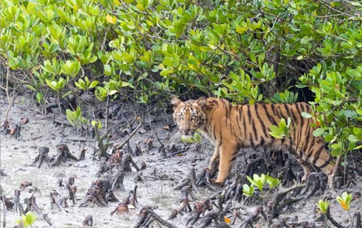 Integrated Environmental Projects Benefit Both Nature and Humanity, Study Finds