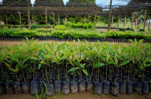 World Bank Issues $225 Million Bond to Support Amazon Reforestation Efforts