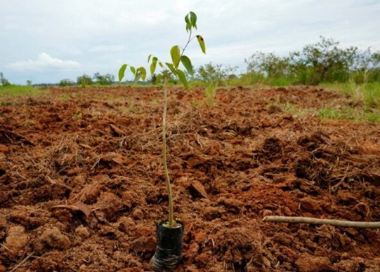 Analysis: Carbon Offset Challenges May Cause Corporations to Rethink Climate Commitments