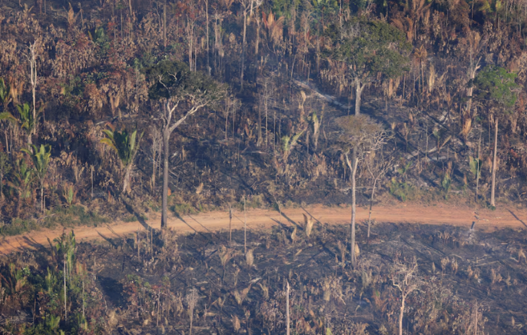 Deforestation Less Harmful to Climate than Other Amazon Degradation, Study Finds