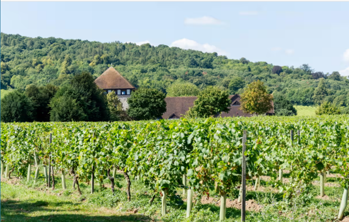 English Vineyards See Significant Growth Amid Climate Crisis