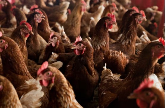 Extreme Heat Linked to First Human Cluster of Bird Flu in the US