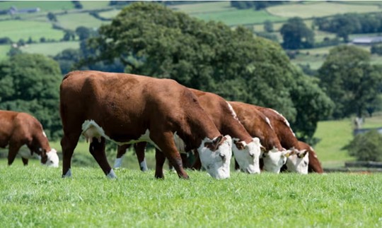 Scientists Criticize UN Agency for Failing to Withdraw Flawed Livestock Emissions Report