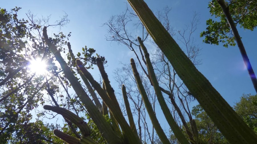 Rising seas wiped out an entire US species for the first time. Scientists say it’s a sign of things to come