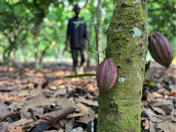 European Commission Delays EU Deforestation Regulation, Sparking Concerns for Nature and Climate