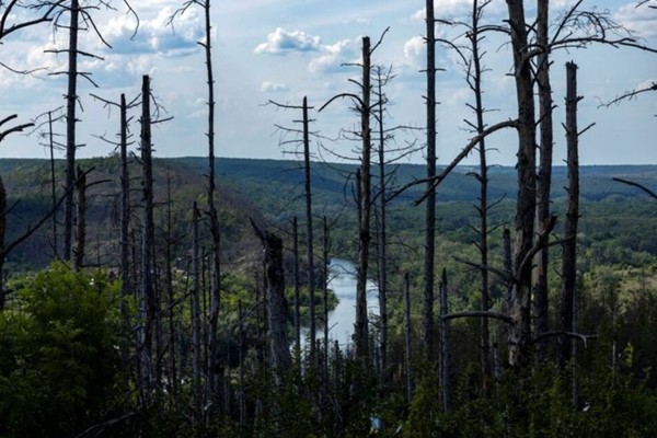 Ukraine's extensive forests have been destroyed in a war-torn landscape