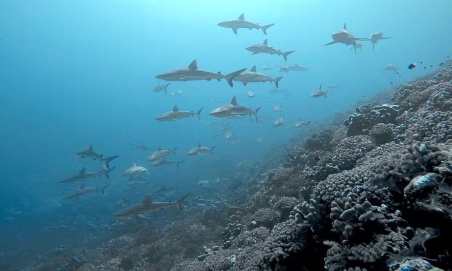 Rising Ocean Temperatures Force Sharks to Abandon Coral Reefs, Study Finds