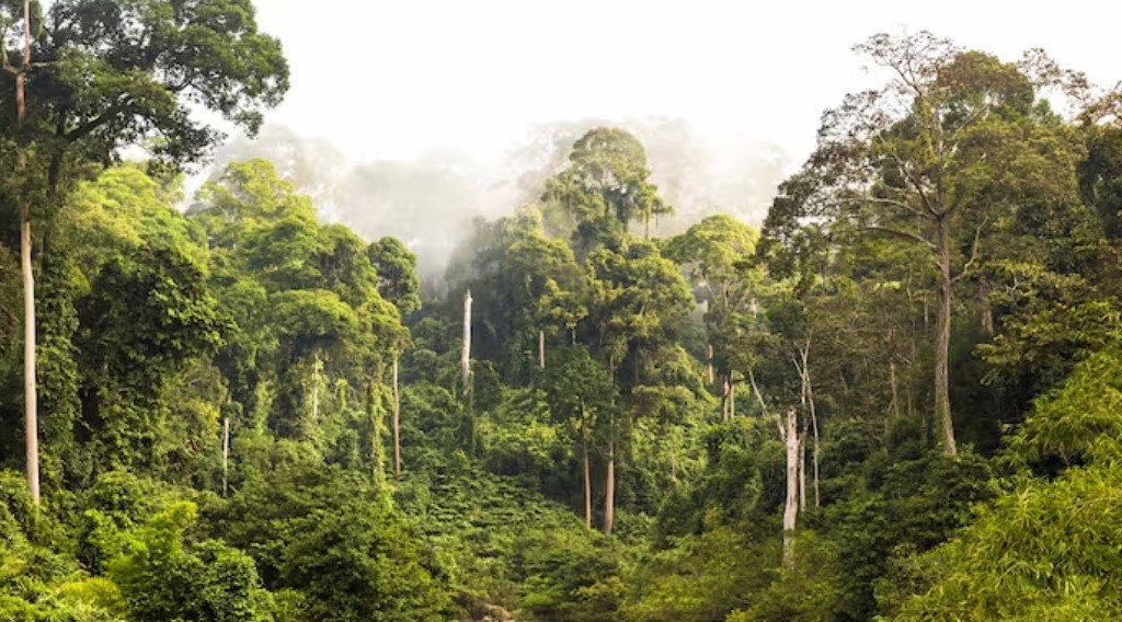 Ozone Pollution Slows Growth of Tropical Forests, Undermining Carbon Capture Efforts