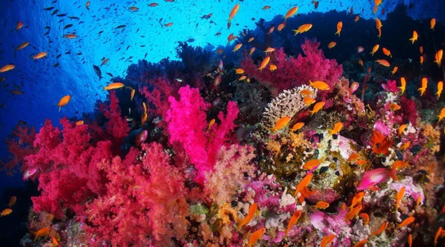 Oceans Becoming More Acidic, Putting Marine Life at Risk of Extinction