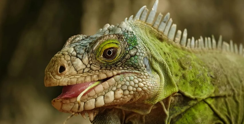 From Lizard Matchmaking to Cleaner Growth: The Uplifting Climate Stories of 2025