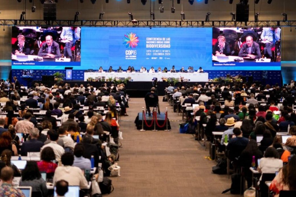 Public Funding for Nature Conservation Hits a Standstill at COP16, Focusing on Private Investment
