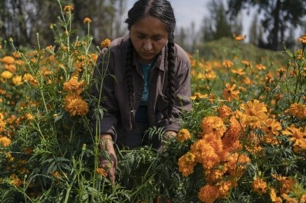 Mexico City’s Floating Gardens, Sustaining Communities for Centuries, Now Face Threats