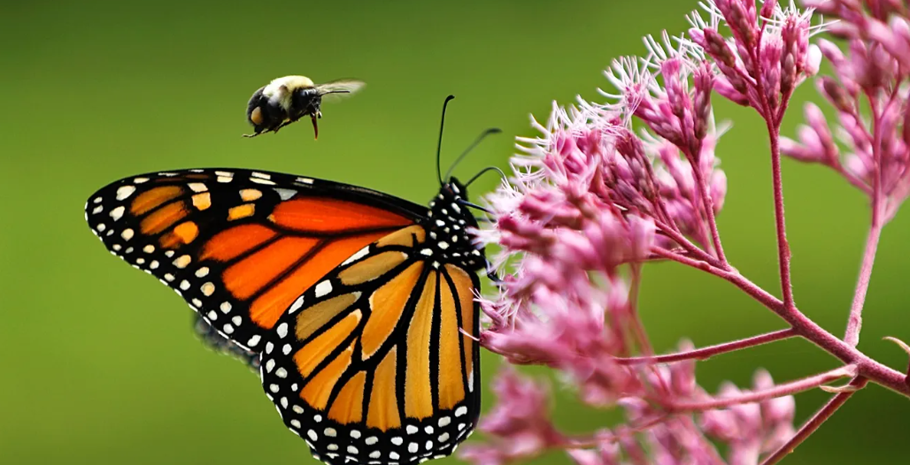Monarch Butterflies’ Epic Migration Threatened by Declining Nectar Quality