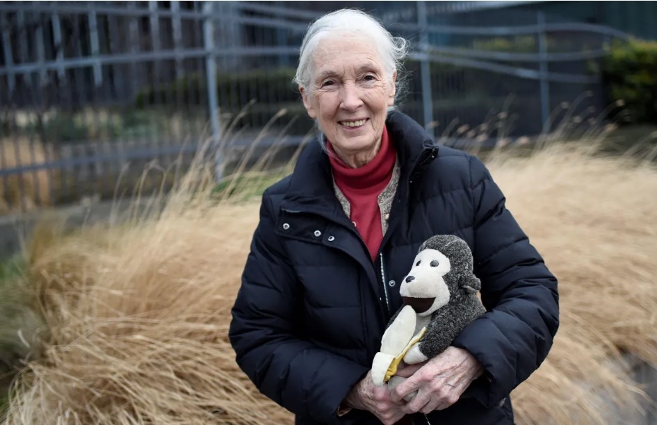 Jane Goodall: Humanity Faces Urgent Need to Act Amidst Sixth Mass Extinction